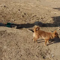 سگ پاکوتاه|سگ|کنگاور, |دیوار