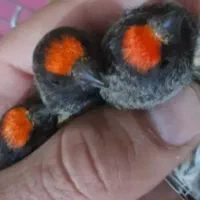 گلبسر قناری|پرنده|کوهدشت, |دیوار