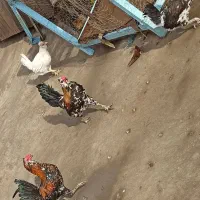 خروس 6ماهه گلین