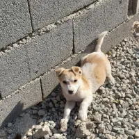 توله سگ پاکوتاه