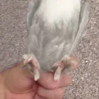 کبوتر مخمل الماسی