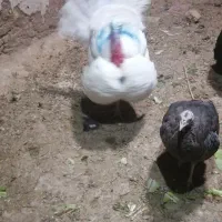 چهار تا بوقلمون ماده یک نر|حیوانات مزرعه|دهگلان, |دیوار