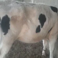 گاوگستر فروشی|حیوانات مزرعه|کرباسک, |دیوار