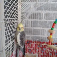 پرنده نژاد لوند نر سخنگو دستی