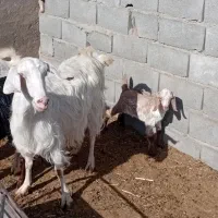 بز و|حیوانات مزرعه|یزد, |دیوار