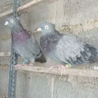 پرش . ابادانی . زاغ و سبز و ابری|پرنده|گلپایگان, |دیوار