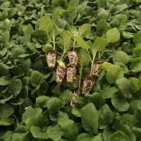 نشاگوجه‌فرنگی بدرو وبریویو دستگیردریافت سفارش|خدمات باغبانی و درختکاری|جیرفت, |دیوار