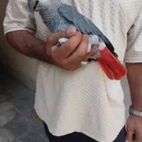 کاسکو حلقه پا