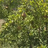 باغ ۶۳۵ متری باغ فین