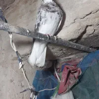 بشرطجوجهوگشت