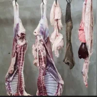 گوسفند و قصاب سیار در محل شما