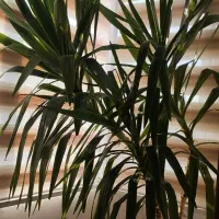 گل طبیعی|گل و گیاه طبیعی|همدان, |دیوار