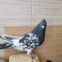 کله سیاه نر|پرنده|شیراز, تندگویان|دیوار