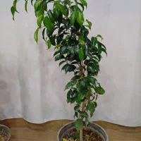 گل فیکوس|گل و گیاه طبیعی|بیرجند, |دیوار