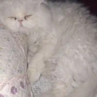 پرشین نر . دنبال ماده برای جفت گیری