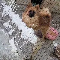 دو عدد پامر نر وماده|سگ|اندیشه, اندیشه فاز ۲|دیوار