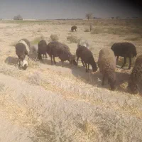 فروش میش وبره|حیوانات مزرعه|جوادآباد, |دیوار