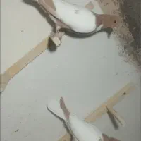 کبوتر افغانی دمسفید ذات عالی و کبوتر پرشی گرفتنی