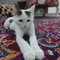 واگذاری گربه dsh