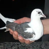 کبوتر باخت داده شده