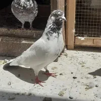 کفتر|پرنده|اقبالیه, |دیوار