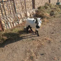 بر نر یکساله عراقی