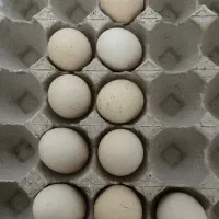 تخم مرغ برهما|حیوانات مزرعه|مرند, |دیوار