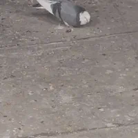 سه تا کفتر درجه یک|پرنده|نورآباد, |دیوار