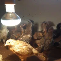 جوجه یک ماهه|حیوانات مزرعه|رشت, شهرک آیت الله منتظری|دیوار