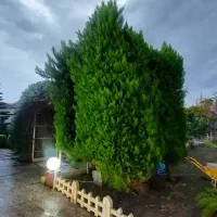 ویلا دربست با صفا مخصوص وسواسی ها