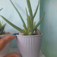 گل وگیاه شاداب