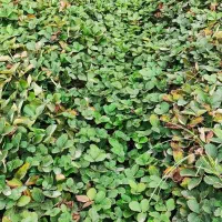 نهال توت فرنگی سابرینا|خدمات باغبانی و درختکاری|دلند, |دیوار