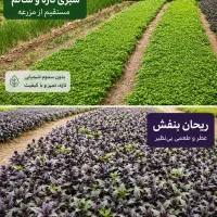 سبزی تازه و باکیفیت سبزی خورشتی، نعناع، مرزه