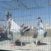 دو عدد ماده یک عدد نر بشرط|پرنده|اصفهان, کساره|دیوار