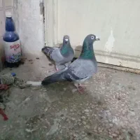 چندتا کبوتر