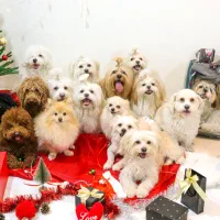 آموزش سگ  پانسیون سگ