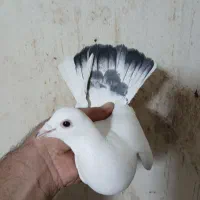 کبوتر غریبگیری|پرنده|کرج, حصارک بالا|دیوار