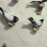 کبوتر سینه و دمی|پرنده|فسا, |دیوار