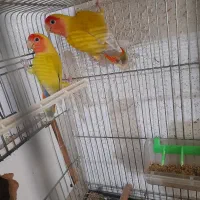 طولی برزیلی صورت هلویی با دم سبز رنگ