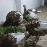 بوقلمون بوربون معاوضه|حیوانات مزرعه|باشت, |دیوار