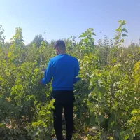 جشنواره فروش نهـال|خدمات باغبانی و درختکاری|سردشت, |دیوار