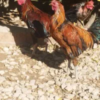 فروش خروس لاری و تزیینی مرغ جوجه|حیوانات مزرعه|کوار, |دیوار