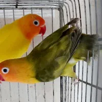 طوطی برزیلی مولد رنگ خاص موقعیت هشتگرد