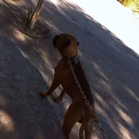 باکسر المانی پیتبول، ژرمن، مالینویز|سگ|بم, |دیوار