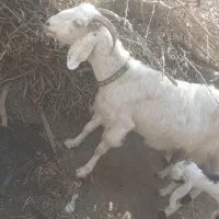 بز افغان نژاد سه قلو زا ابستن|حیوانات مزرعه|جیرفت, |دیوار