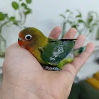 جوجه طوطی برزیلی سرلاکی دستی