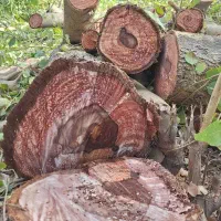 چوب،اره، ویلا باغ|خدمات باغبانی و درختکاری|دزفول, |دیوار