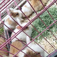 خرگوش لوپ و خوکچه هندی و همستر و ...