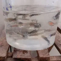 ماهی گوپی شکم پر از بهترین نژاد