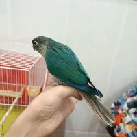 گرینچیک تراکوییس